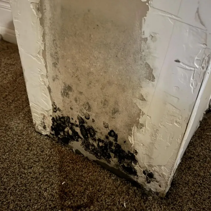 Professional Mold Removal in Bellwood, VA